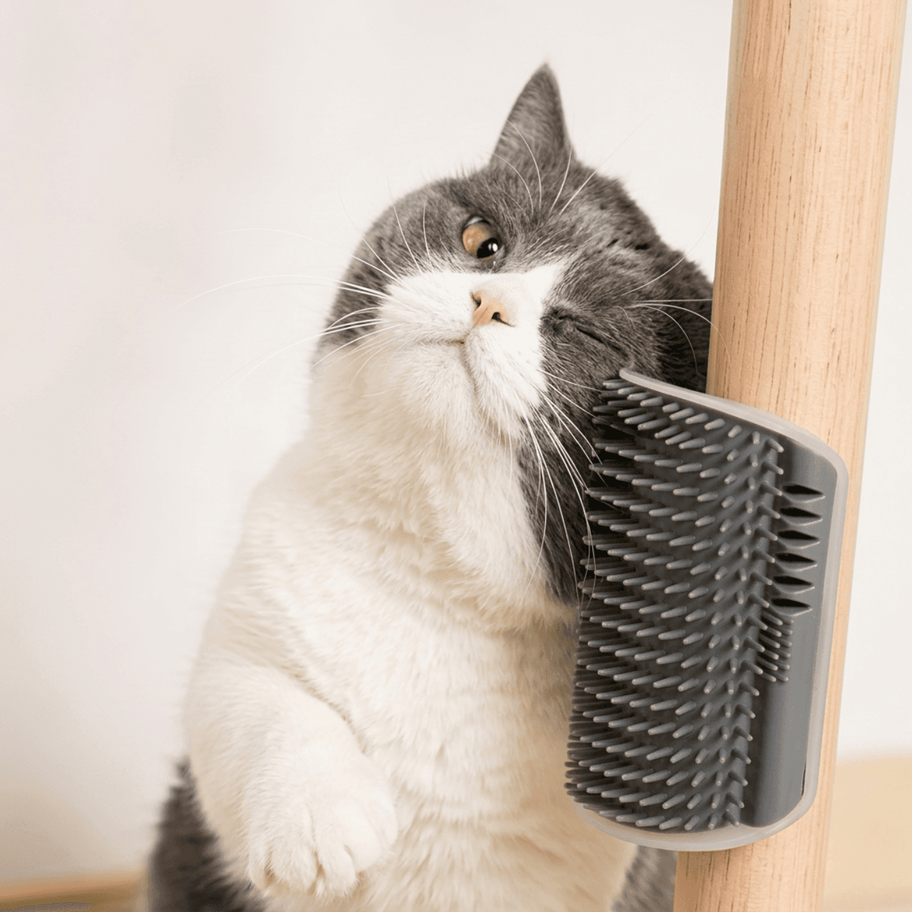 CatRelax 2 w 1  - masażer i szczotka naścienna dla kota